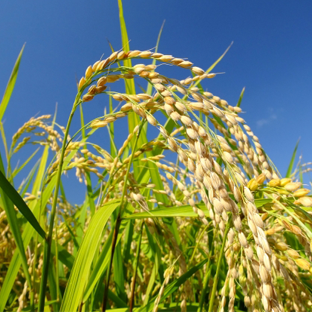 コメ　＜休止中＞